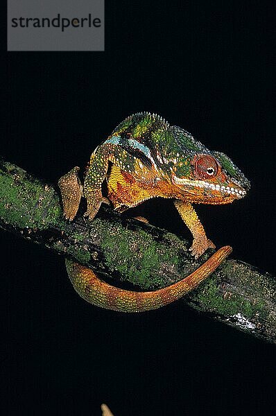 Juwelenchamäleon oder Teppichchamäleon (furcifer lateralis)  Erwachsener vor schwarzem Hintergrund