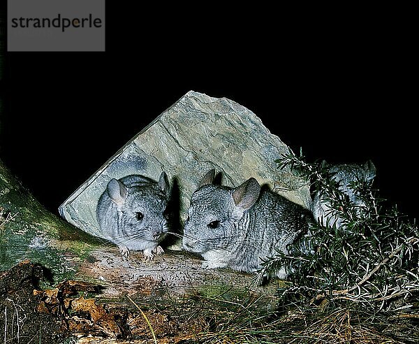 Chinchilla  chinchilla laniger  Erwachsene