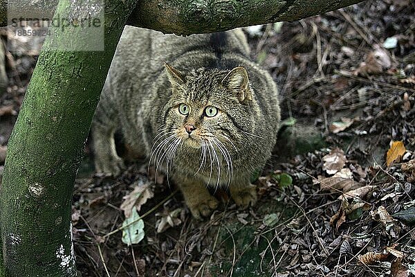 Europäische Wildkatze (felis silvestris)  erwachsen