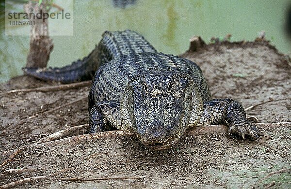 Amerikanischer Alligator  alligator mississipiensis  Erwachsener  der aus dem Wasser kommt