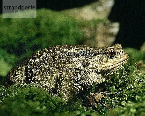 Erdkröte (bufo bufo)  erwachsen