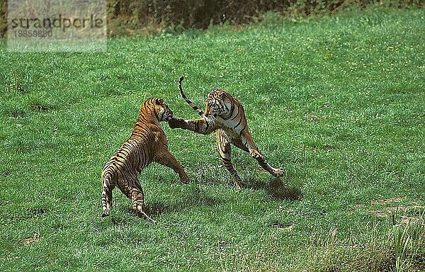 Bengalischer Tiger (panthera tigris tigris)  Erwachsene im Kampf