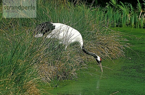 JAPANISCHE KRANE (grus japonensis)  ERWACHSENER trinkt am Teich