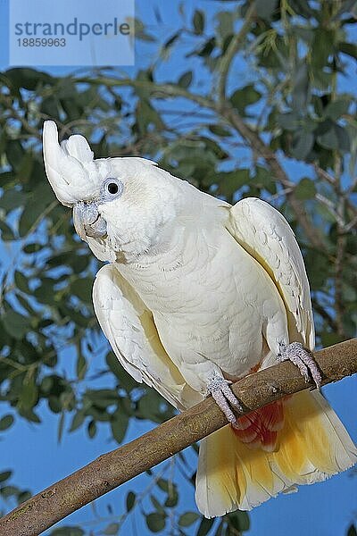 PHILIPPINISCHER Hahnenkamm ODER ROTER Hahnenkamm (cacatua haematuropygia)  ERWACHSENER AM BRANSCH