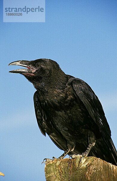 Kolkrabe (corvus corax)  Erwachsener ruft  krächzt