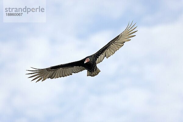 Truthahngeier (cathartes aura)  Erwachsener im Flug  Paracas National Park in Peru