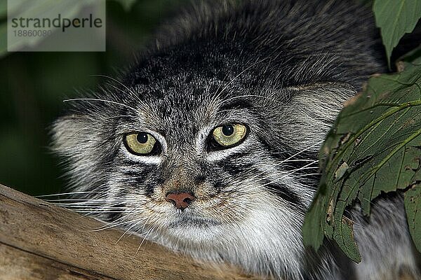 Manul (otocolobus manul) oder Manul  Porträt eines Erwachsenen