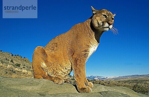 Puma (puma concolor)  ERWACHSENER AUF FELSEN STEHEND  AUSBLICKEND  MONTANA