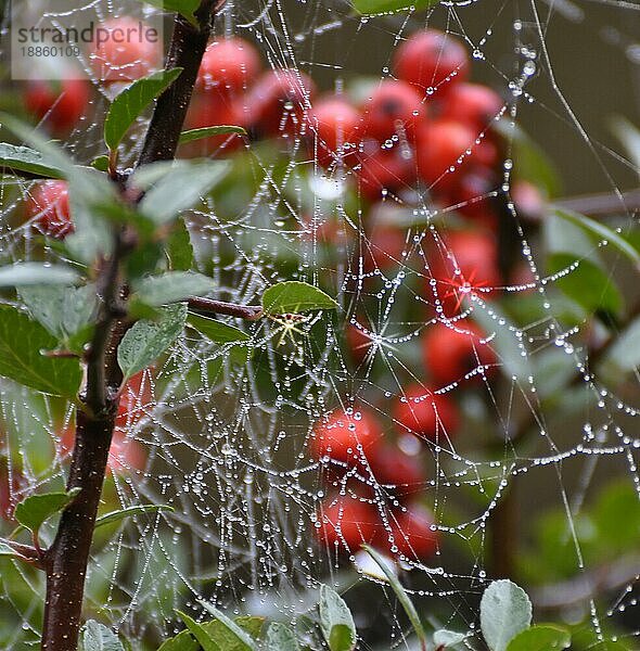 Hagebutten (Rosa canina) Spinnennetz mit Tautropfen