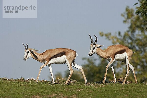 Springok (antidorcas marsupialis)  Erwachsene