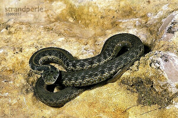 GELACKTE SCHLANGENSCHLANGE (thamnophis marcianus)  ERWACHSENER AUF FELSEN