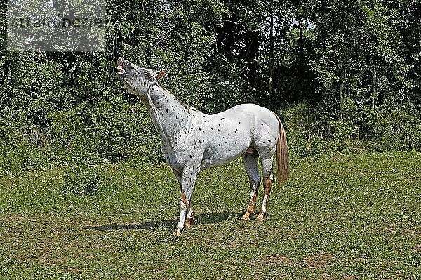 Appaloosa-Pferd  erwachsen wiehernd