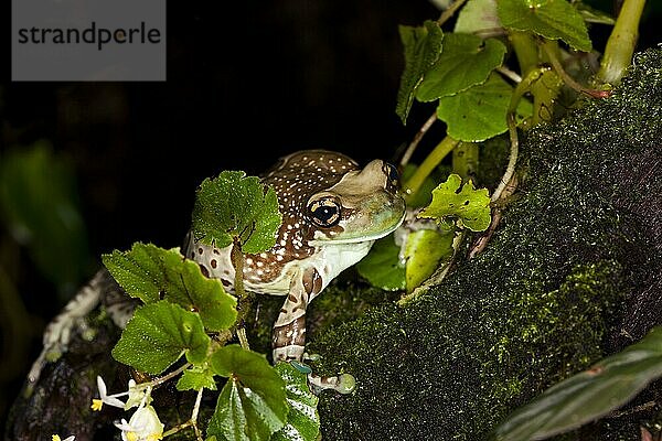 Baumhöhlen-Krötenlaubfrosch (phrynohyas resinifictrix)  ERWACHSENER AUF Moos stehend