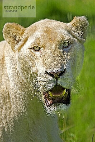 WEISSER LÖWE (panthera leo) krugensis  PORTRAIT EINES ERWACHSENEN WEIBLICHEN