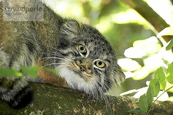 MANUL- (Otocolobus manul) ODER PALLAS-KATZE  ERWACHSENER AM BRANCH