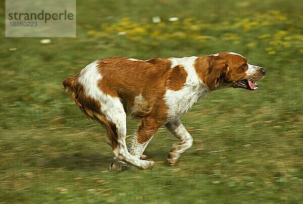 Brittany Spaniel Hund  Erwachsener läuft durch Wiese