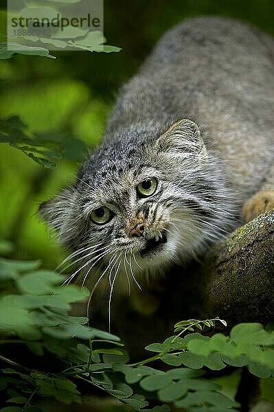 Manul (otocolobus manul) oder Pallas-Katze  Erwachsener Knurrer