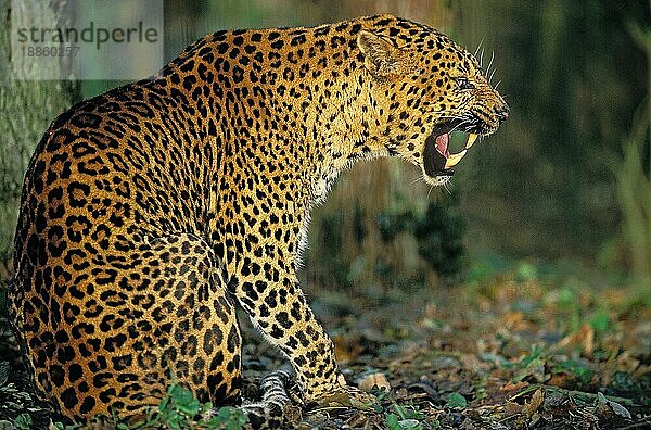 LEOPARD (panthera pardus)  ERWACHSENES SCHNARLEN IN BEDROHUNGSHALTUNG