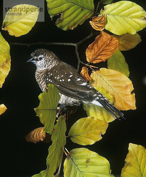 KIRSCHFINCH ODER KLEINER FINCH aidemosyne modesta  ERWACHSENE