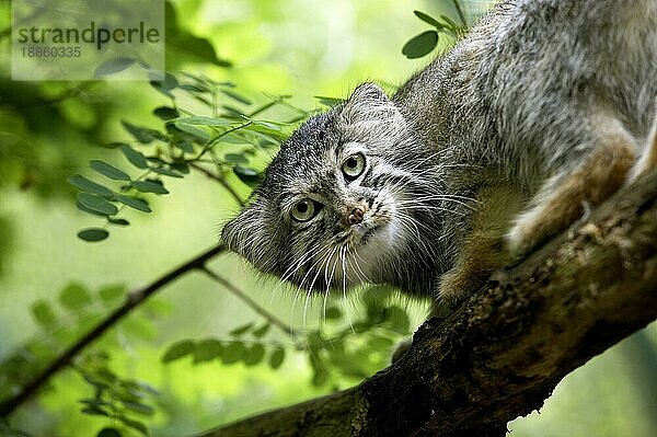 Manul (otocolobus manul) oder Pallas-Katze  Erwachsener auf Ast