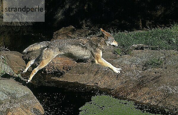 EUROPÄISCHER WOLF (canis lupus)  ERWACHSENER SPRINGT ÜBER DAS WASSER