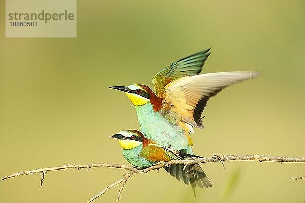 Bienenfresser  Paar  kopulierend (Merops apiaster)  Bulgarien  Europa