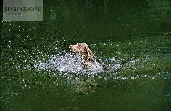 Weimaraner Vorstehhund  Erwachsener spielt im Wasser