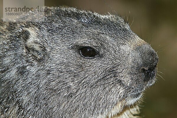 Alpenmurmeltier (marmota marmota)  Porträt eines Erwachsenen  Alpen im Südosten Frankreichs