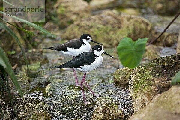 SCHWARZKOPFSTILZ (himantopus mexicanus)  Pärchen von Erwachsenen