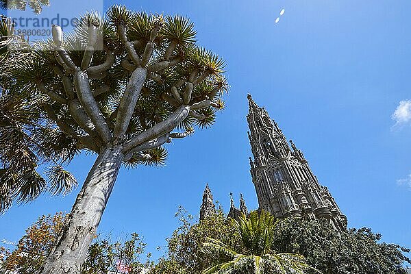 Kathedrale von Arucas  Turm  Superweitwinkel  Gegenlicht  Drachenbaum (Draco Arbor)  Blauer Himmel  wenige weiße Wolken  Arucas  Gran Canaria  Kanarische Inseln  Spanien  Europa