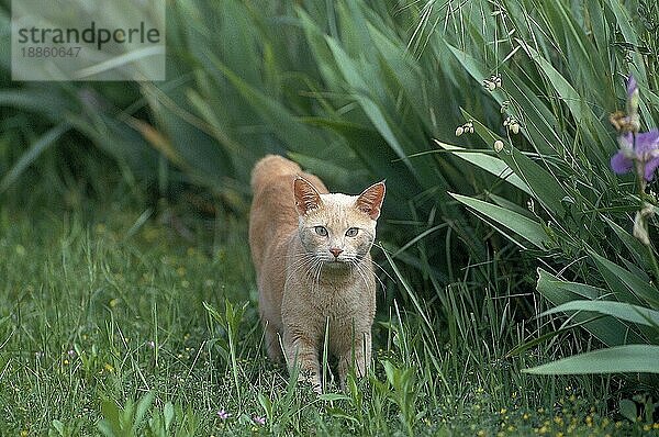 ROTE EUROPÄISCHE HAUSKATZE  ERWACHSEN  STEHEND IM GRAS