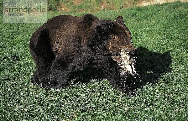 BRAUNBÄR (ursus arctos)  ERWACHSENER MIT EINER MÄLLERIN IM MUND