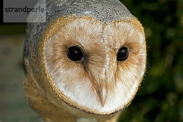 Schleiereule (tyto alba)  Porträt eines Erwachsenen  Normandie