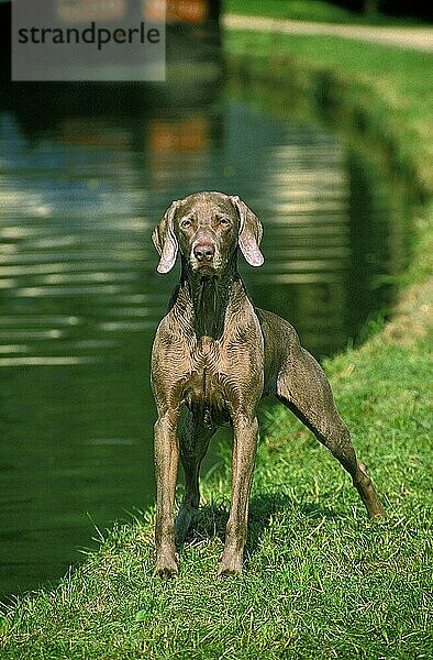 Weimaraner Vorstehhund  Erwachsener stehend am Kanal