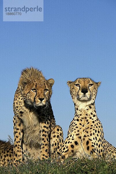 CHEETAH (acinonyx jubatus)  ERWACHSENE  KENIA