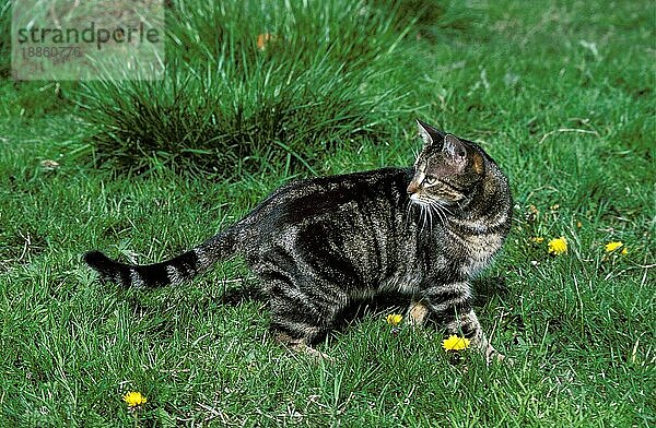 Braun gestromte Hauskatze  Erwachsene stehend auf Gras