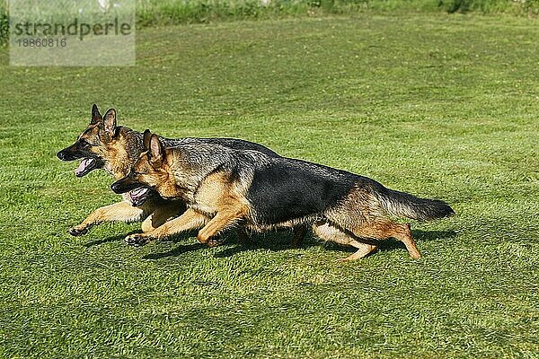 Deutscher Schäferhund  Erwachsener läuft auf Rasen