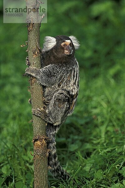 GEMEINSAMES MARMOSET (callithrix jacchus)  ERWACHSENER HÄNGEND AM BRANSCH