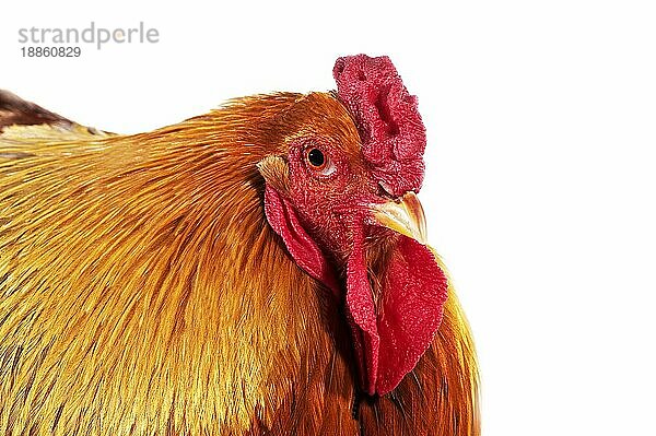 Brahma Domestic Huhn  Rasse aus Indien  Hahn stehend gegen weißen Hintergrund