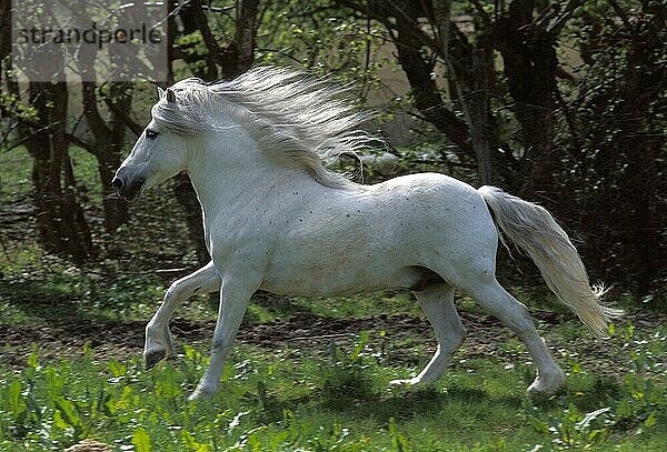 Camargue-Pferd  Erwachsener im Galopp durch die Koppel