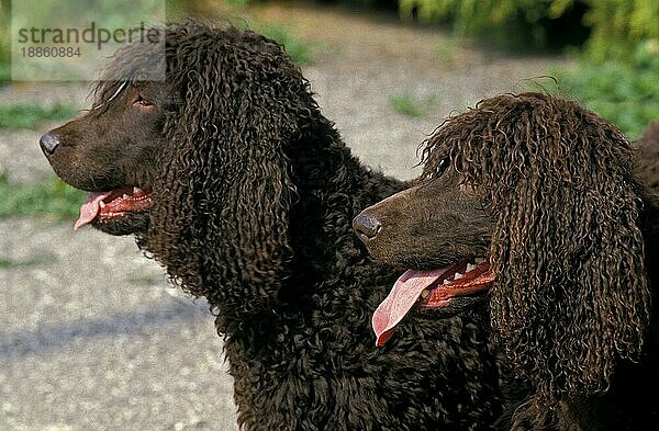 Irish Water Spaniel Hund  Portrait eines Erwachsenen mit herausgestreckter Zunge