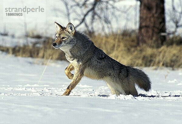 Kojote (canis latrans)  ERWACHSENER AUF SCHNEE STEHEND  MONTANA