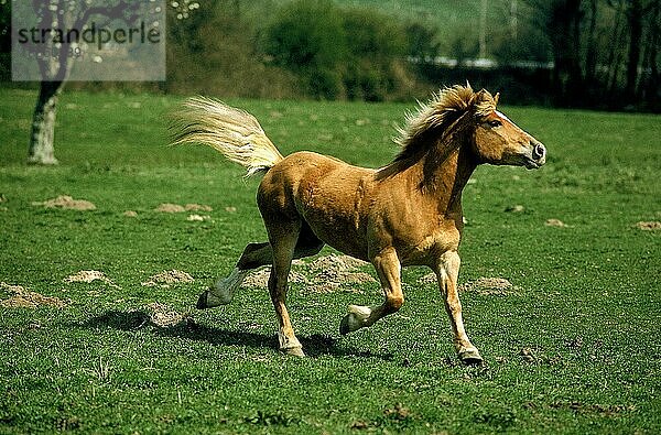 HAFLINGERPONY ERWACHSEN TRABEND AUF GRAS