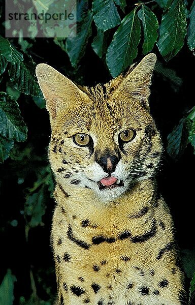 SERVAL (leptailurus serval)  PORTRAIT EINES ERWACHSENEN