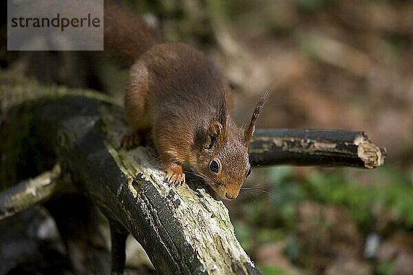 Europäisches Eichhörnchen (sciurus vulgaris)  ERWACHSENER GERUCH  NORMAL IN Frankreich