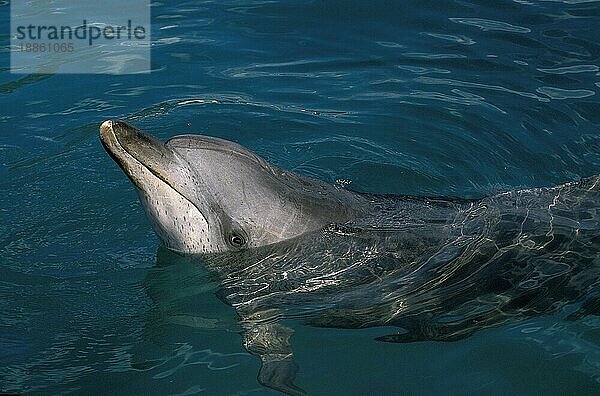 Zügeldelfin (stenella frontalis)  Kopf eines Erwachsenen an der Oberfläche  Bahamas  Mittelamerika