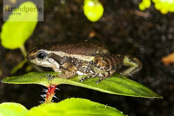 GIFTSCHWARZFROSCH colostethus infraguttatus  ERWACHSENER AUF BLATT STEHEND  ECUADOR