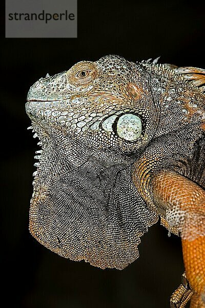 Grüner Leguan (IGUANA iguana) Leguan  PORTRAIT EINES ERWACHSENEN