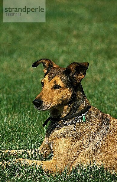 Haushund mit Halsband  Erwachsener sitzend auf Gras