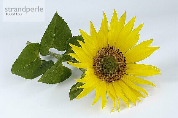 Sunflower (Helianthus)  Sonnenblume  innen  Studio  indoor